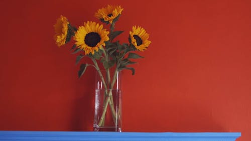 A Person Putting Sunflower Beside a Vase