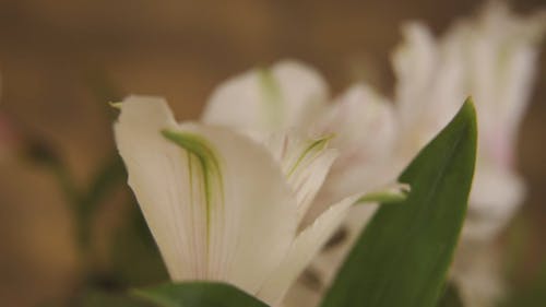 Macro Shot of White Flowers