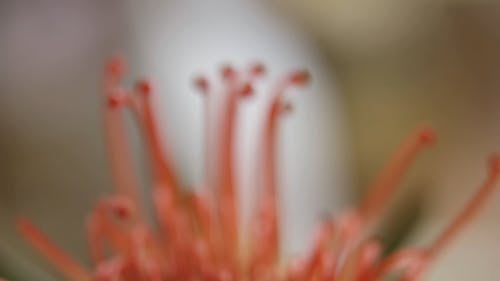 Close Up View of Pistils in a Flower