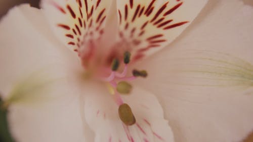 Close-Up Video of a Flower