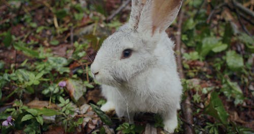 Close-Up Video of a Rabbit