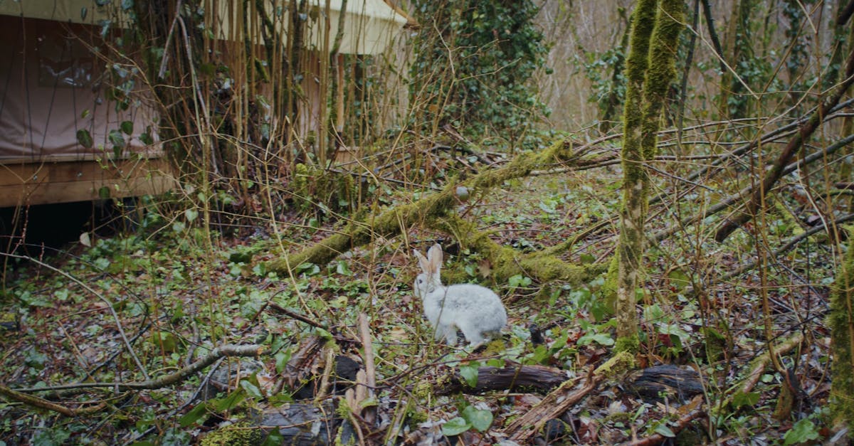 Rabbit in the Forest Free Stock Video Footage, Royalty-Free 4K & HD ...