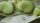 legumes