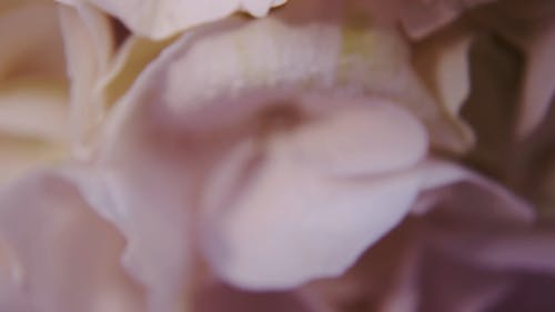 Close Up Video of Flower Petals 