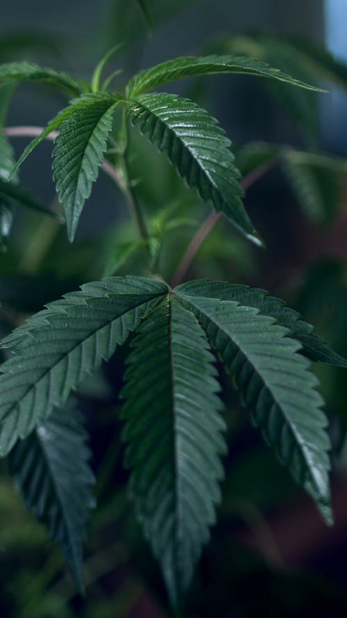 A Cannabis Plant