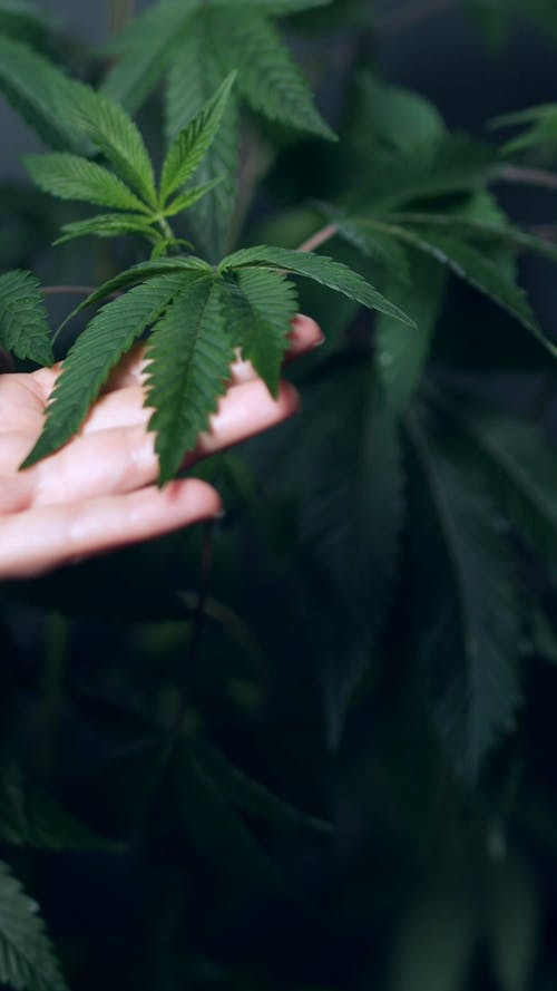 Hemp Videos, Download The BEST Free 4k Stock Video Footage & Hemp HD Video Clips Hemp Videos, Download The BEST Free 4k Stock Video Footage & Hemp HD Video Clips