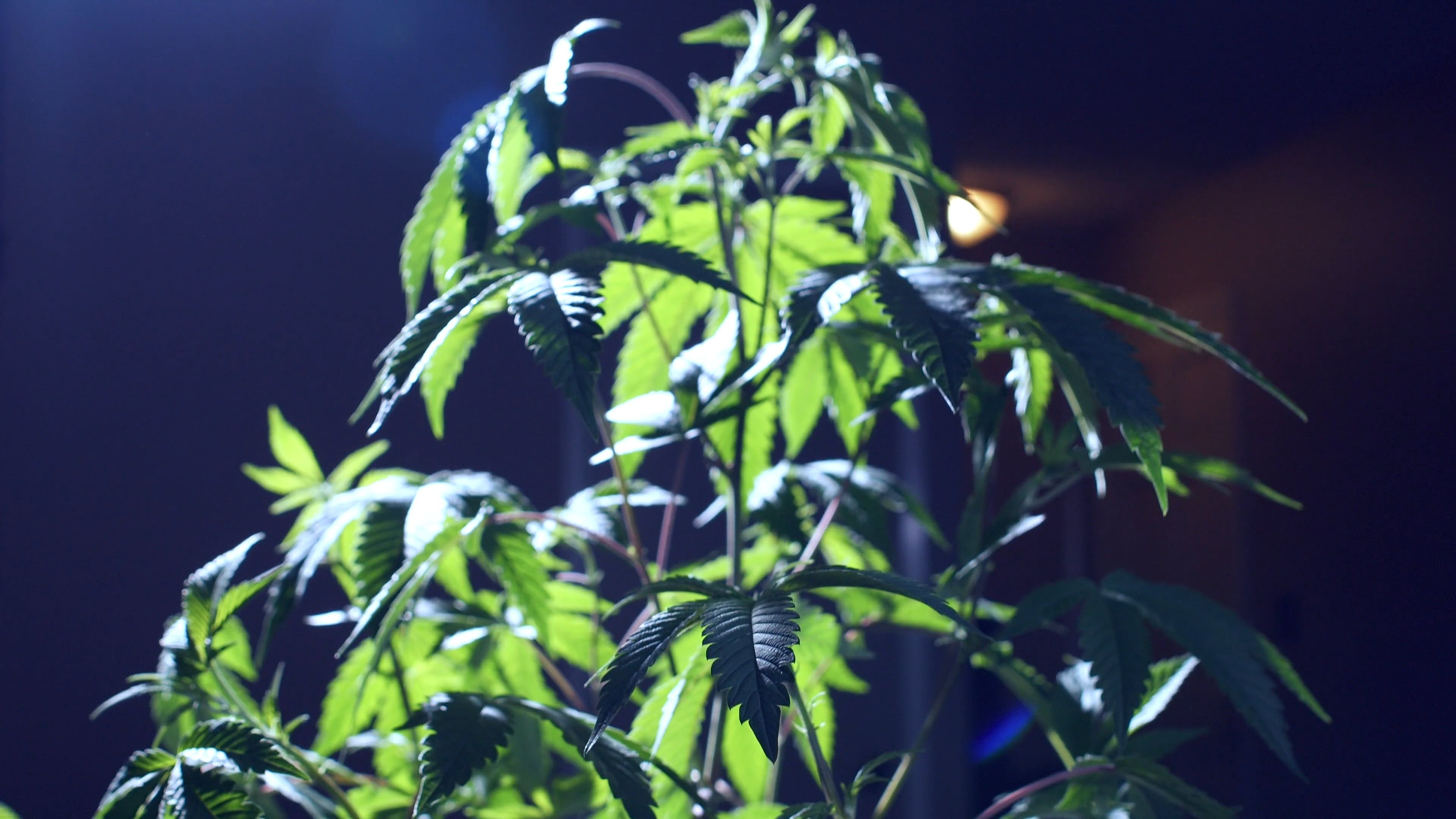 Plant Lighting Videos, Download The BEST Free 4k Stock Video Footage