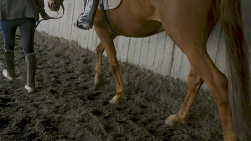 Person Holding a Horse 