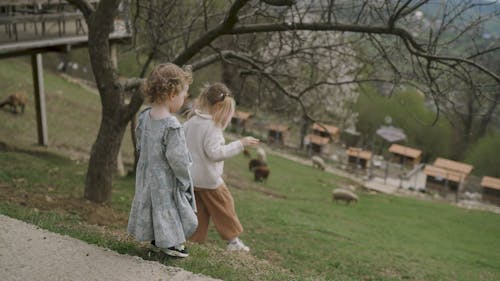 Little Girl Walking towards Grazing Sheep