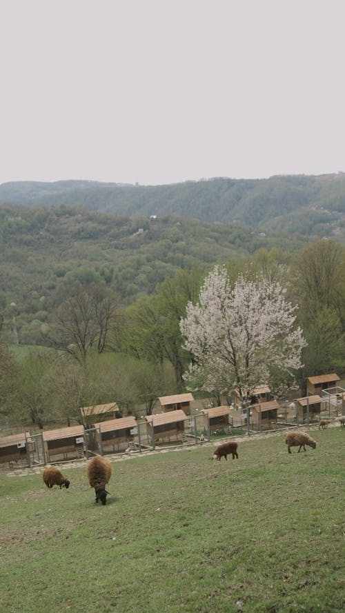 Sheep Grazing on Farmland