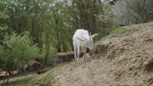 Goats Walking Up the Hill