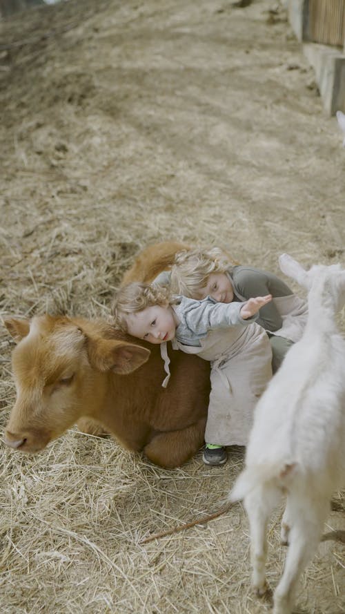 Little Girls Hugging a Cattle