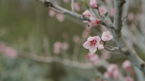 A Close-Up Video of Cherry Blossom Tree