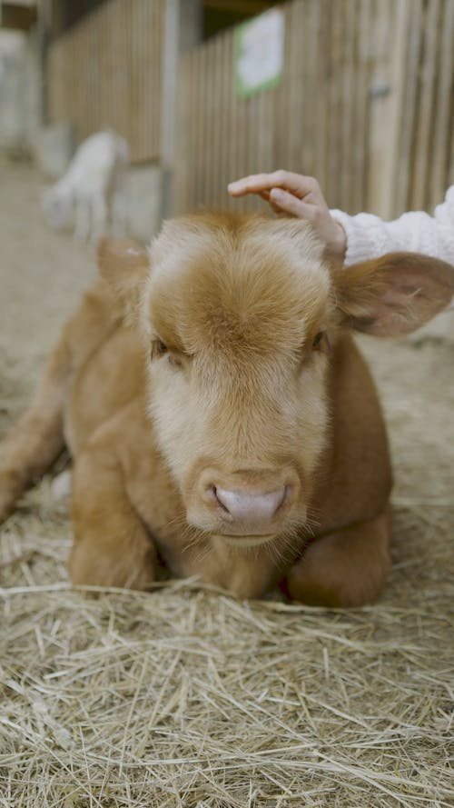 Farm Animal Videos, Download The BEST Free 4k Stock Video Footage & Farm  Animal HD Video Clips