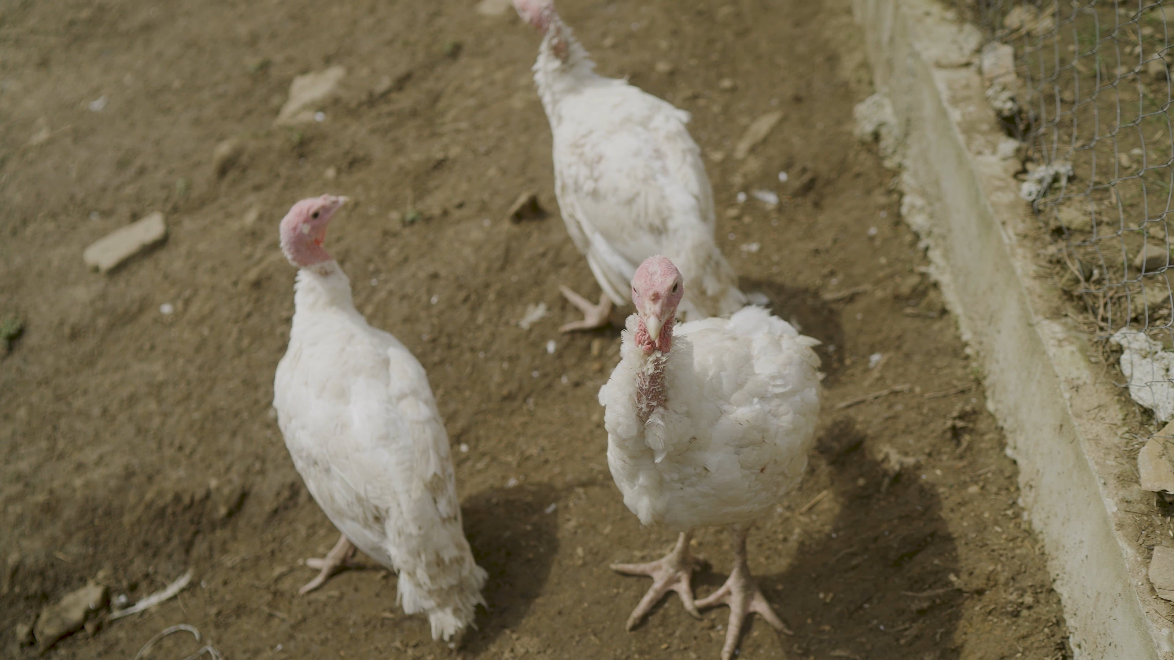 Poultry Farm video