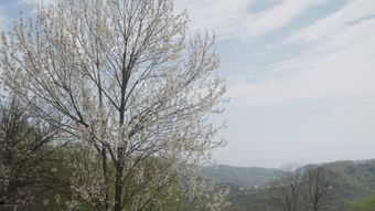 春视频素材高清视频免费下载视频素材