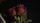 black rose
