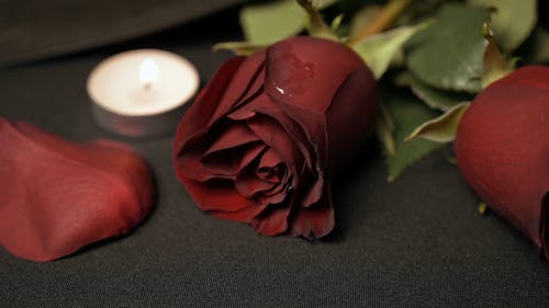 Candle Wax Droplets Falling on Rose Petals
