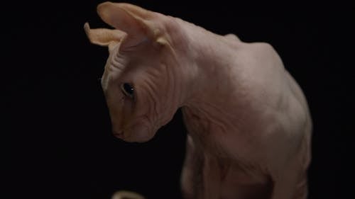 Close-Up View of a Sphynx Cat