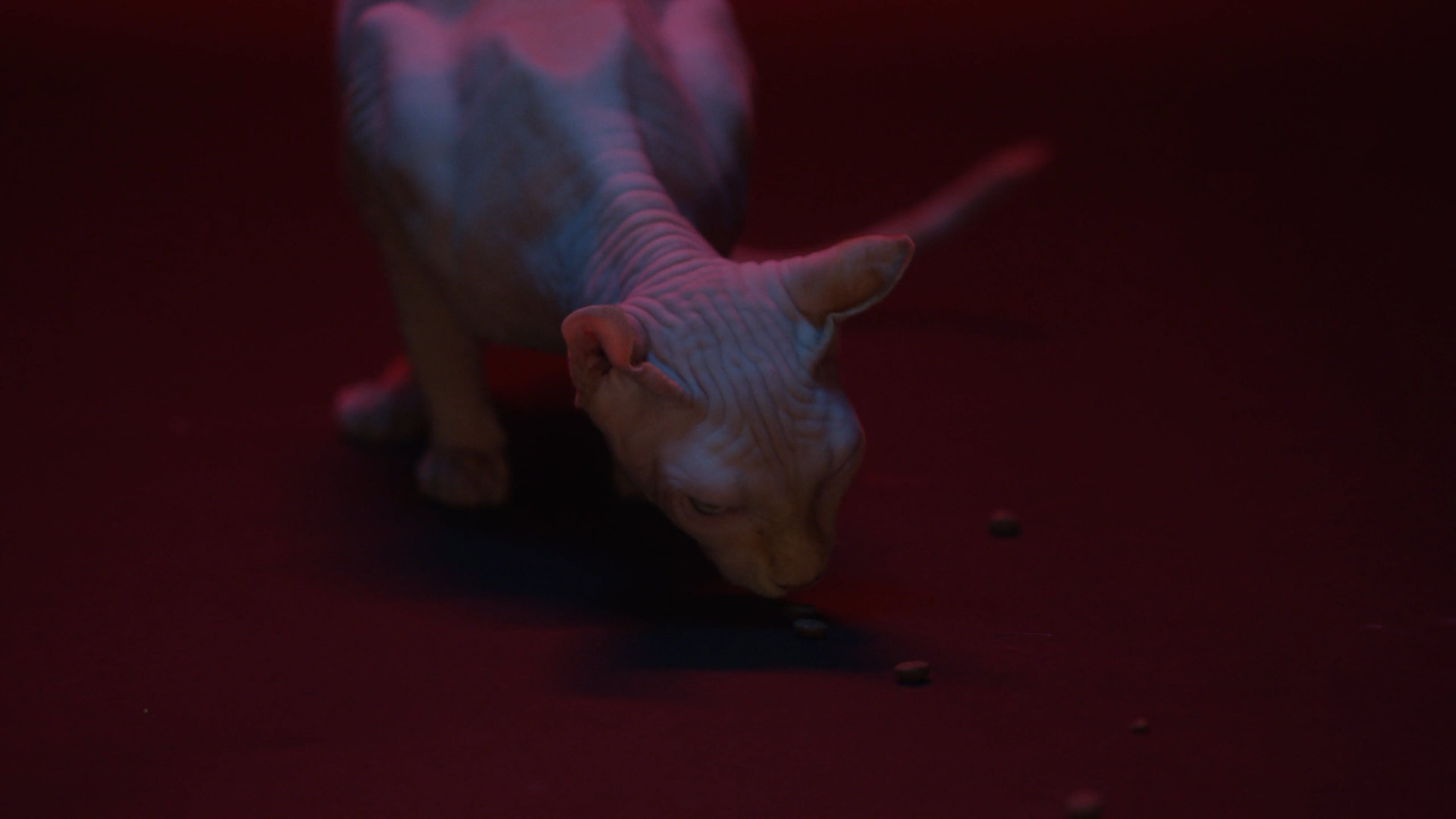 A Sphynx Cat Eating Treats Free Stock Video Footage, Royalty-Free 4K ...