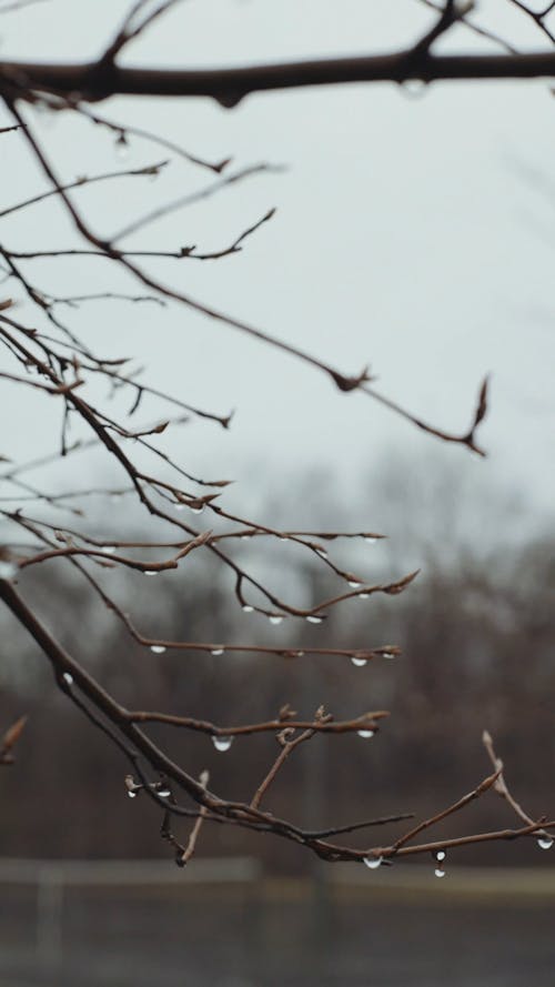 Close up video of Branches with Dewdrops