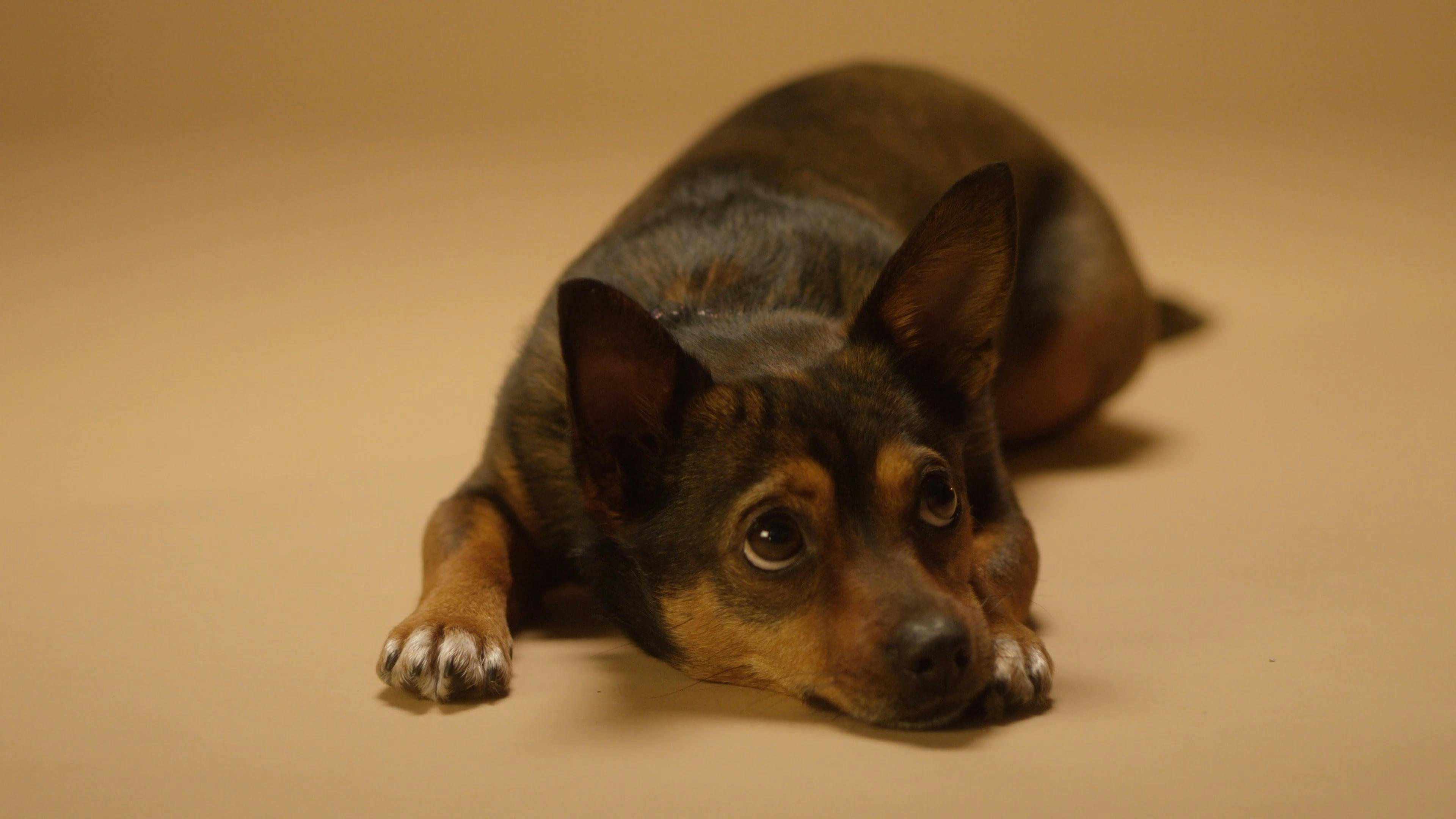 Close-Up View Of A Dog Lying Down · Free Stock Video