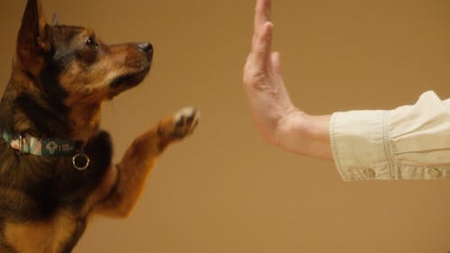 Close-Up View of a Dog and a Person's Hands Doing High Five