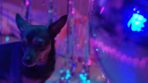 Close-Up View of a Dog Near a Spinning Disco Ball