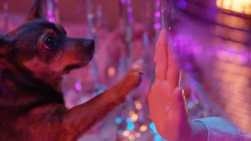 Close-Up View of a Person's Hand and a Dog