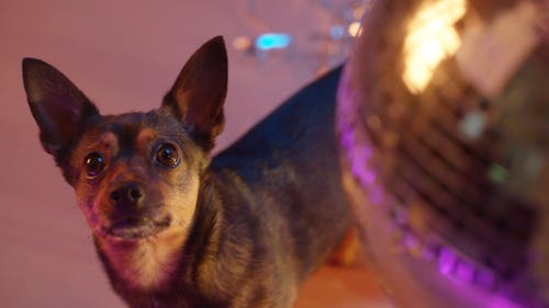 A Dog Looking at a Spinning Disco Ball