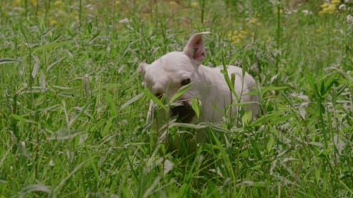 A Dog Eating Grass