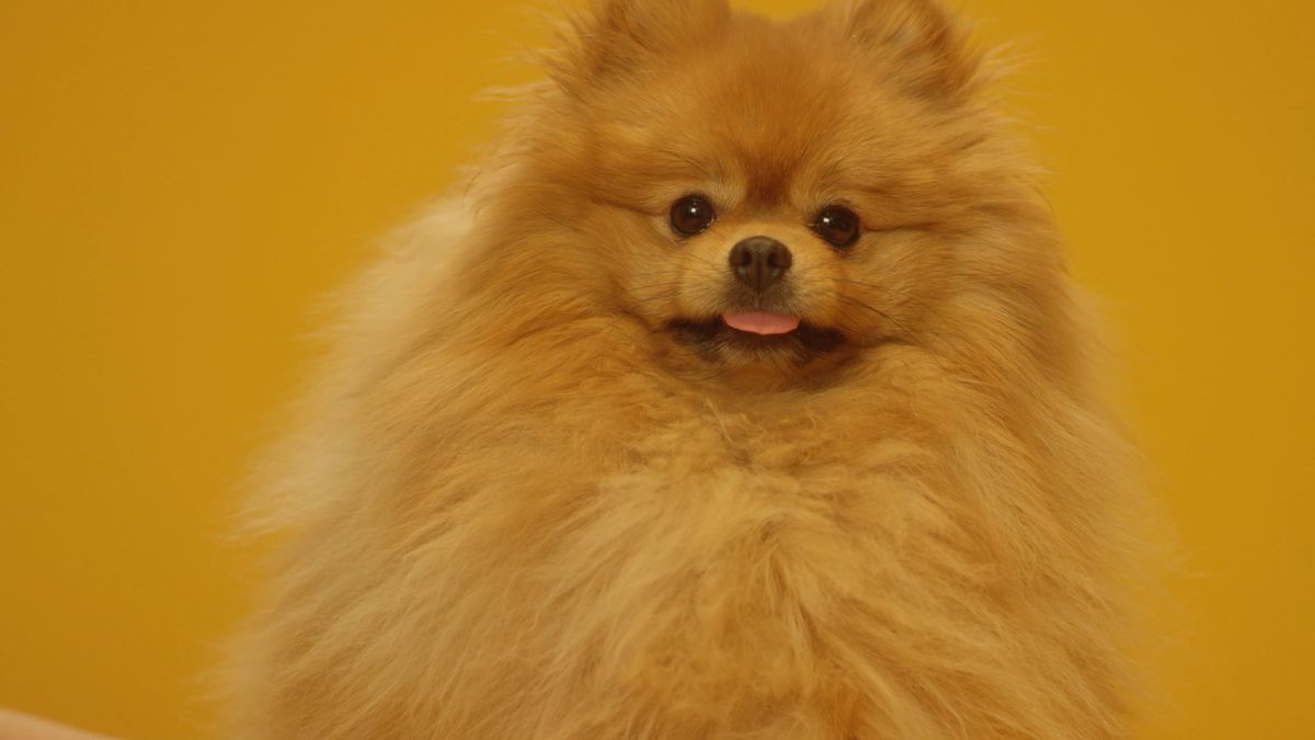 How Do You Breed A Pom Pom