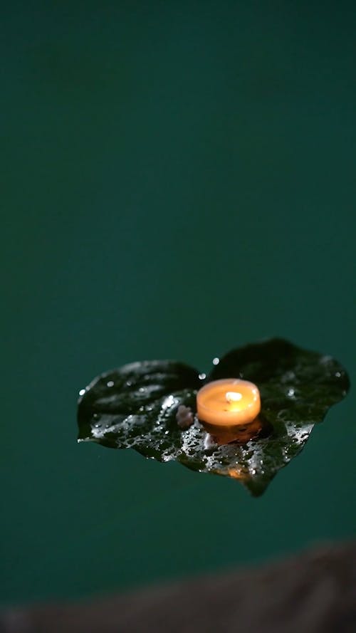Floating Green Leaf On Water With Lighted Candle