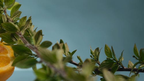 Close-up Video of a Orange