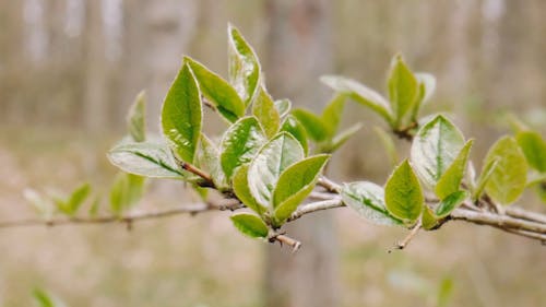 Close-up Video of a Green Leaves