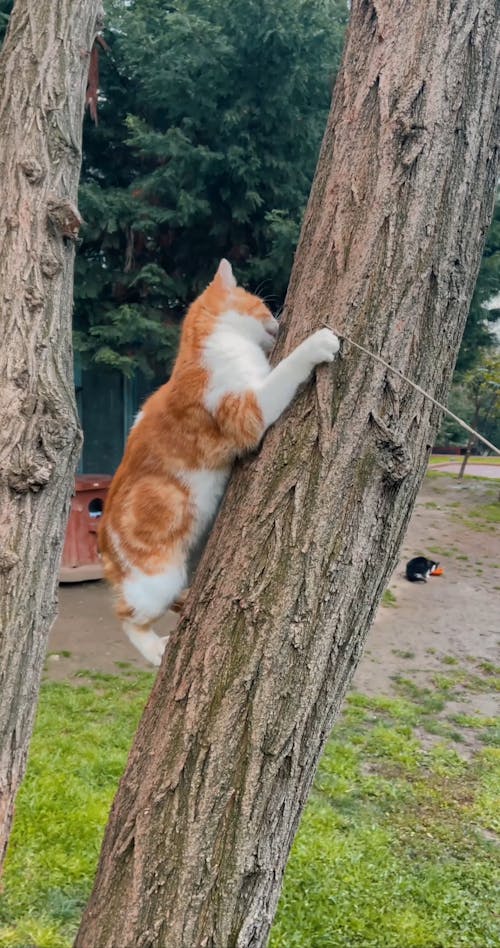Cat Playing on a Tree Trunk