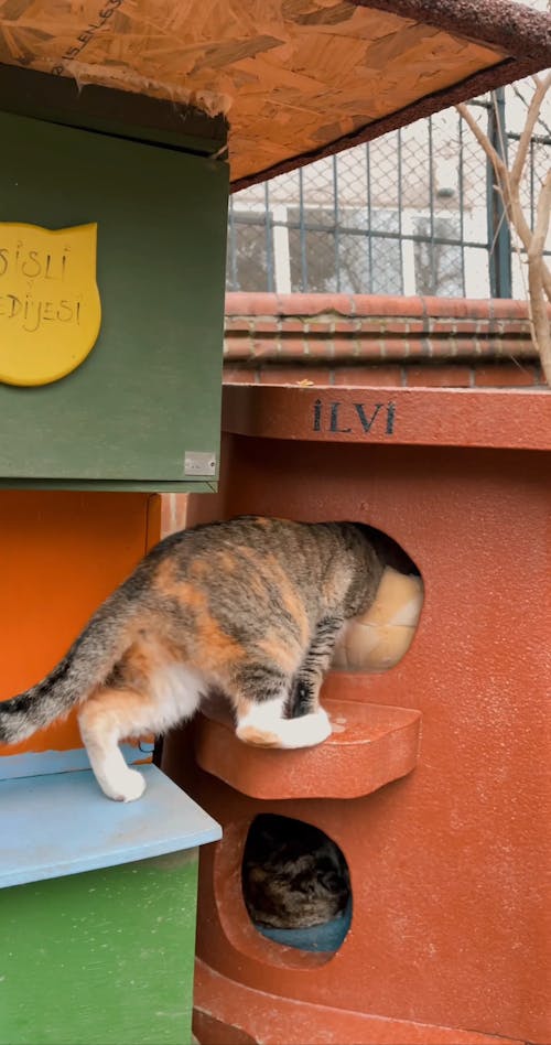 A Cat Entering a Cat House