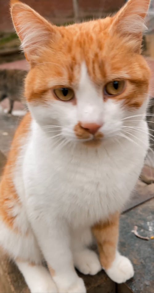 Close-up of Cat's Face