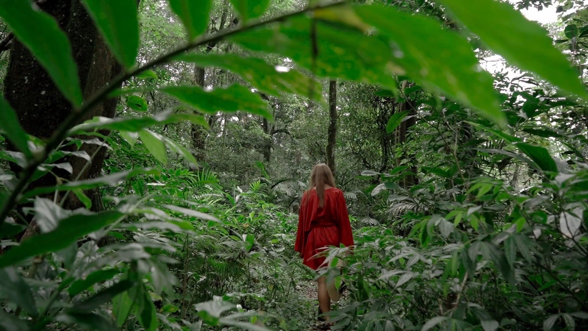 A Woman Walking in Forest · Free Stock Video