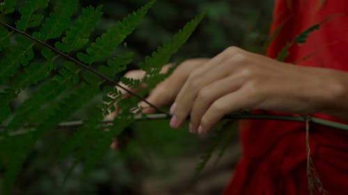 A Woman Holding Leaves of a Fern