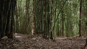 竹林挖东西视频素材