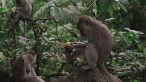 Monkey Peeling a Fruit