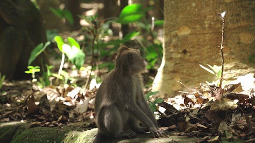 Little Monkey Outdoors in Forest