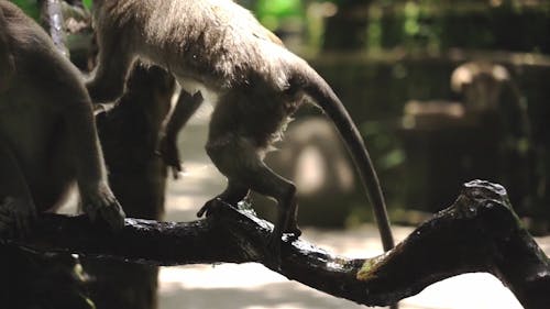 Wild Animals Videos, Download The BEST Free 4k Stock Video Footage & Wild Animals HD Video Clips Wild Animals Videos, Download The BEST Free 4k Stock Video Footage & Wild Animals HD Video Clips