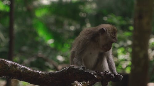 Wild Monkey Standing on Tree Branch