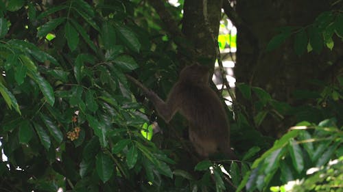 A Monkey Hanging on a Tree