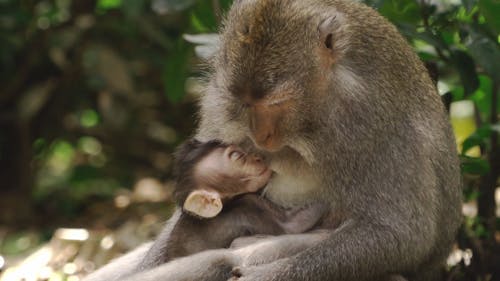 A Monkey Feeding Her Baby