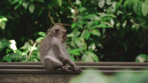 Little Monkey Chewing its Food