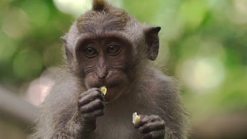 Close Up Footage of a Monkey Eating its Food