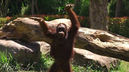 Orangutan Stretching in a Forest